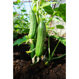 KASVIHUONEKURKKU 'Pony F1'