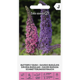 SYYSSYRIKKÄ (Buddleja davidii)