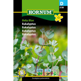 EUKALYPTUS 'Baby Blue'