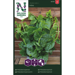 MALABARINPINAATTI 'Alba'