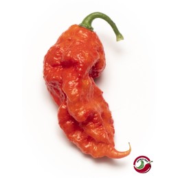 CHILIPAPRIKA 'Primotalii'