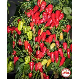 CHILIPAPRIKA 'Aji Benito'