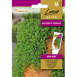 KORSIKANMINTTU 'Mini Mint'