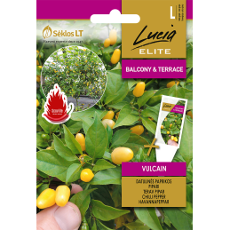 CHILIPAPRIKA 'Vulcain'